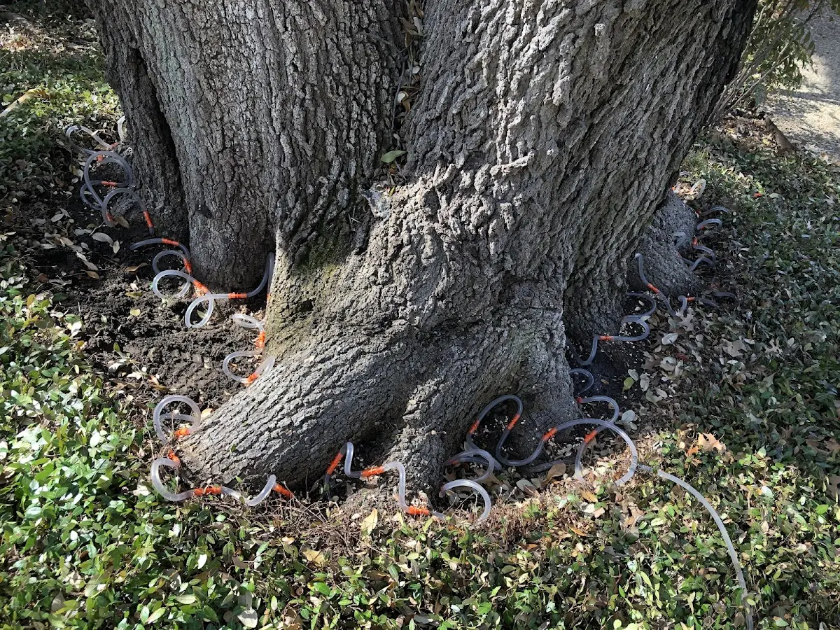 Detailed Shrub and Hedge Trimming job site in Scurry