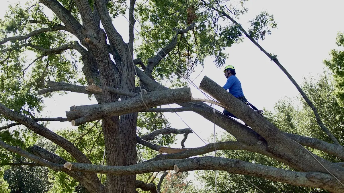 Professional Hazardous Tree Removal performed by certified arborists in Scurry